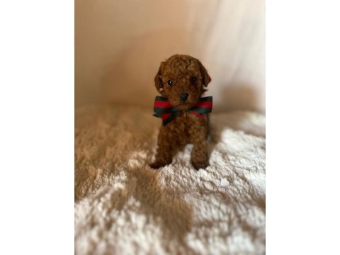 Kore toy poodle bebekler