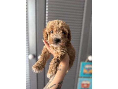 Sevimli maltipoo yavrularımız