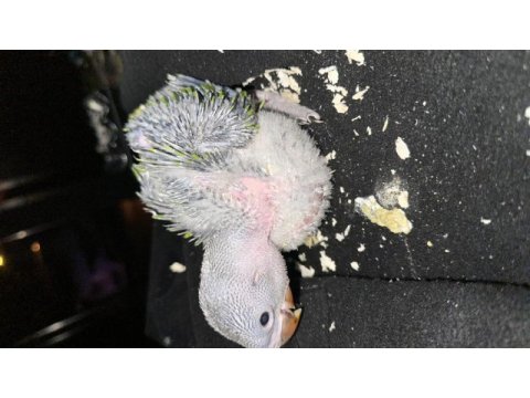1 aylık iskender papağanı el besleme
