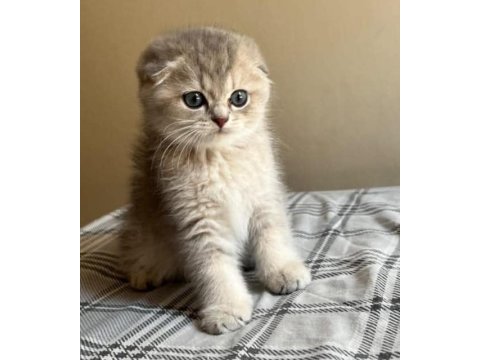 Safkan anne ve babadan scottish fold
