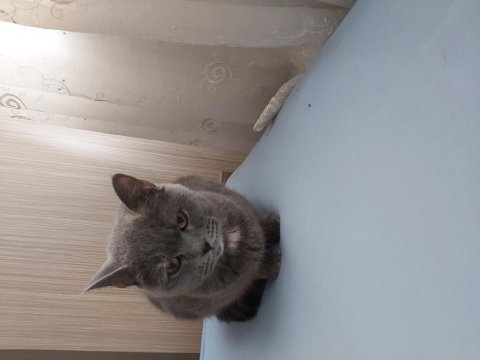 Dişi british shorthair (kırma)