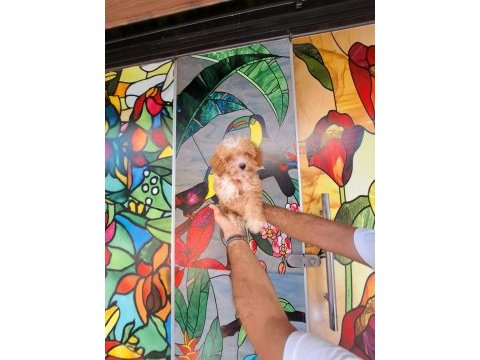 Antalya maltipoo