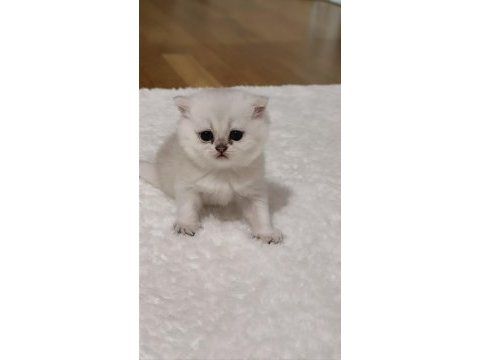 Yavru 2 aylık kedim chinchilla