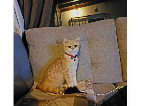 British shorthair golden 1 yaşında dişi