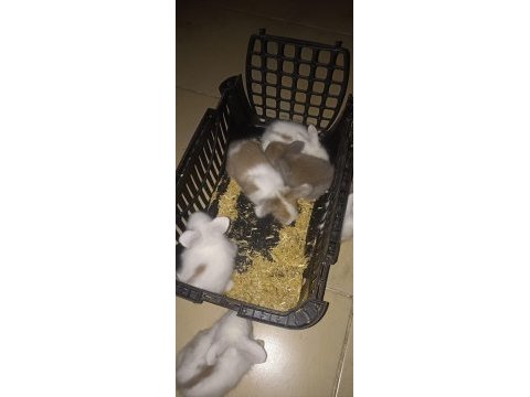 Hollanda lop tavşan yavrusu