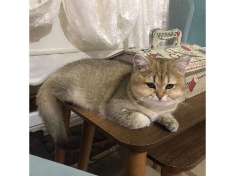 Şecereli british shorthair kedi