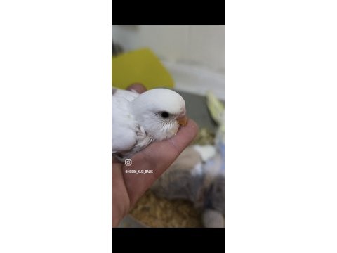 Yeme yeni düşmüş 2 aylık muhabbet kuşları