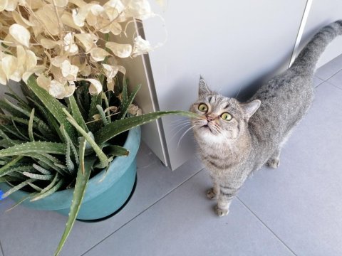 British shorthair kızımıza güvenli yuva arıyoruz