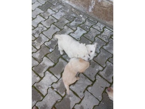 2 aylık dişi erkek yavru köpeklerimiz