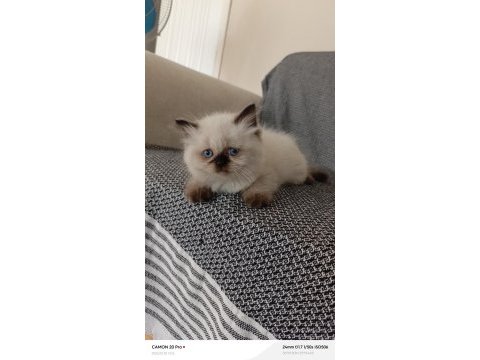 Mavi gözlü dişi british longhair