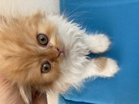 İran (persian) kedisi 2 erkek ve 1 dişi