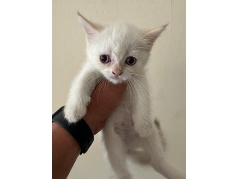 Lynx point scottish fold & straight erke ve dişi 2 aylık