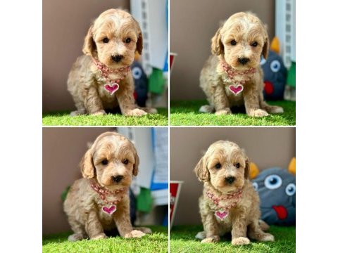 Anne altından sevimli maltipoo yavrular