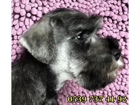 Üst düzey beyaz minyatür schnauzer bebekler