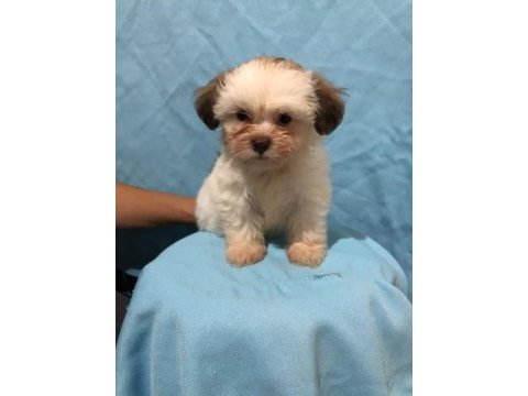 Efsane güzellikte shih tzu bebekler