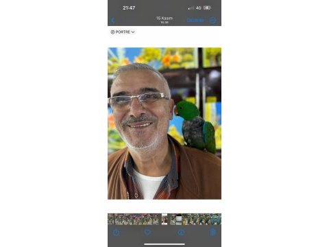 Erkek 100 kelime konuşan eclektus papağanı
