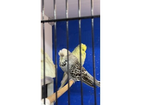 Üst vasıf eşe hazır şhow jumbo çift muhabbet kuşu