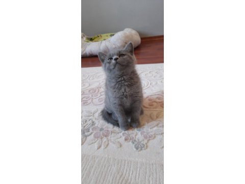 55 günlük anne baba safkan afacan kediler
