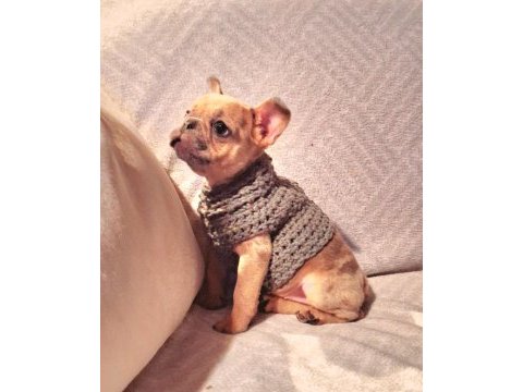Cok tatlı french bulldog