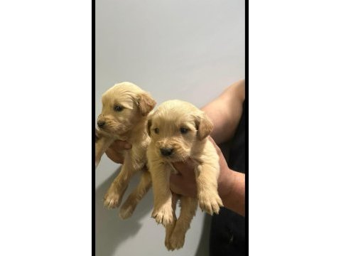 Irk ve sağlık garantili golden retriever yavrularımız