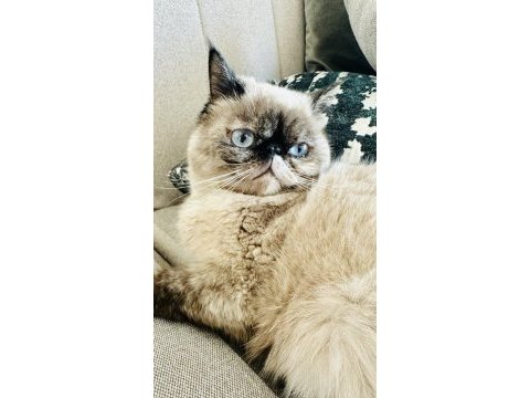 Kısır pars kedisi leona ve kızı sakin chinchilla oreo