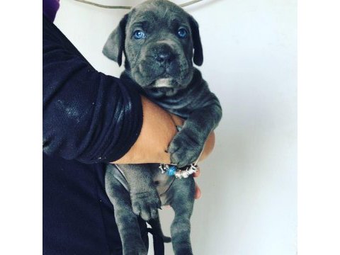 Blue cane corso yavruları