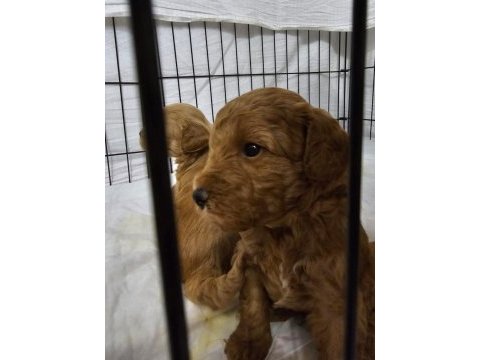 Maltipoo ve poodle yavrular