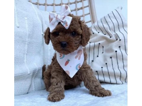 Secereli aşılı orjinal micro boy toy poodle