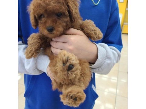 Toy poodle yavruları