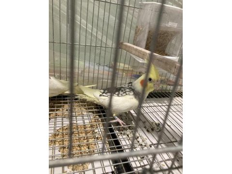 Vasıflı çift sultan papağanı