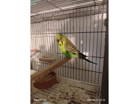Yavrulu jumbo takım muhabbet kuşu
