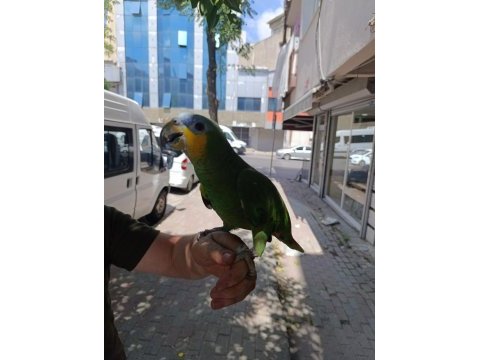 Evcil amazon papağanımız
