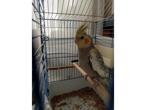 Sultan papağanı erkek 2 aylık