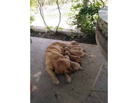 Golden retriever bebeklerimiz yeni ailesini arıyor
