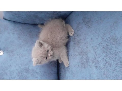 Satılık british shorthair 2 aylık