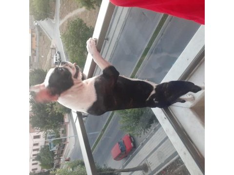 2 yaşında eğitimli akıllı dişi french bulldog