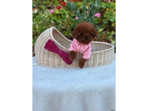 Dişi kore poodle yavrular