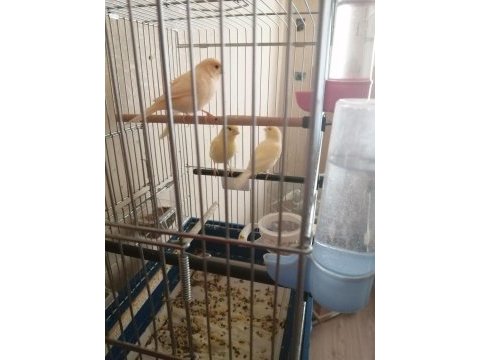 3 erkek 1 dişi genç kanarya