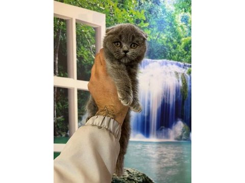 2 aylık british shorthair yavrular