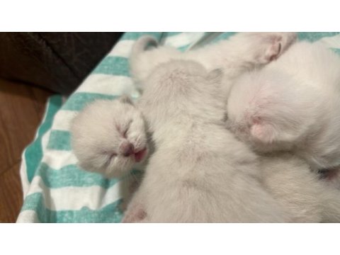 British longhair birbirinden güzel bebekler