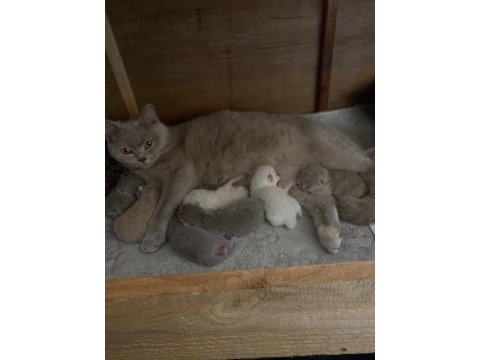 1 haftalık british shorthair