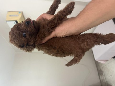 Teslime hazır poodle yavrular