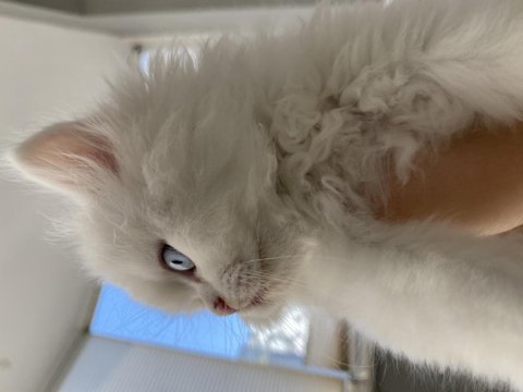 British shorthair kedilerimi acil sahiplendiriyorum