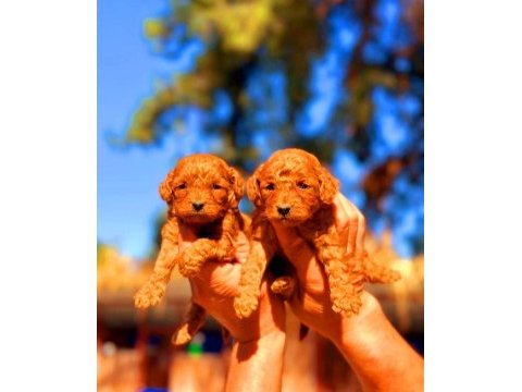 Toy poodle yavrularında son nokta