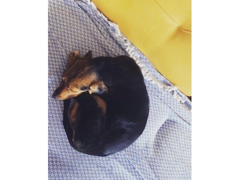 4 aylık ingiliz setter yavrusu mocha için yuva arıyoruz