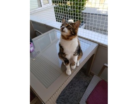 Maine coon ve tekir kırması kısır erkek