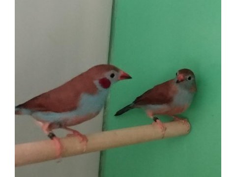 Cordon blue ispinoz çift tkf bilezikli