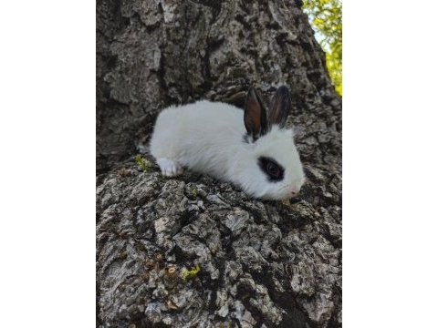 Sevimli bebek tavşanlar