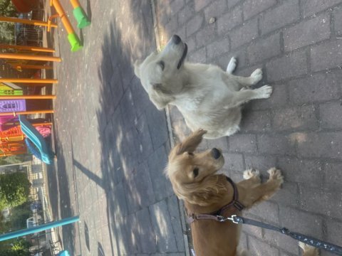 1 yaşında ingiliz cocker alvin