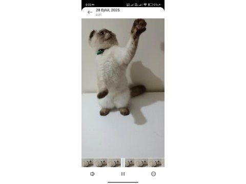 Top kafa mavi göz scottish fold erkek